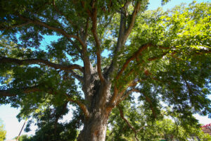 a large tree with lots of green leaves