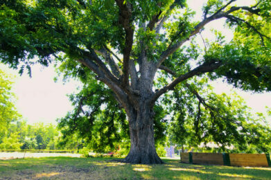 Largest Pecan tree in Travis County