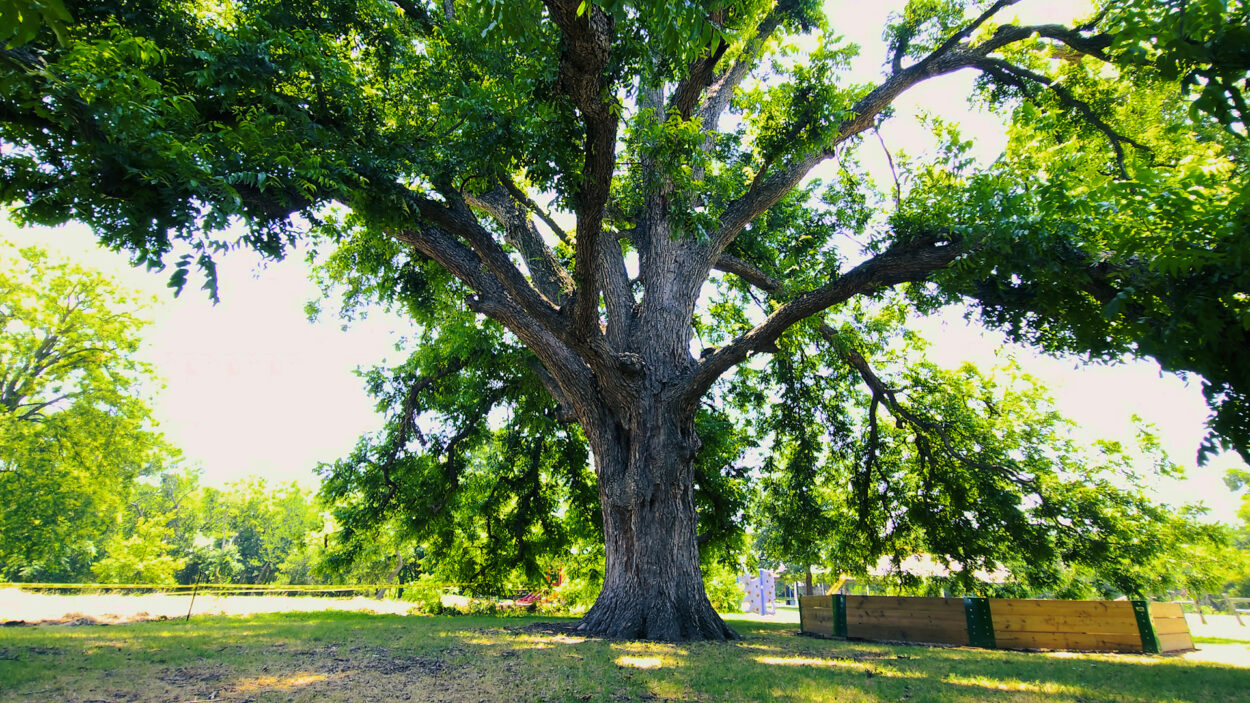 Largest Pecan tree in Travis County